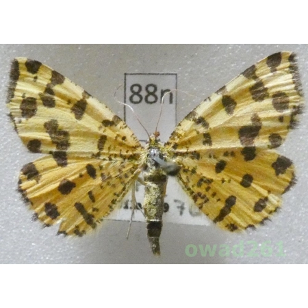 Pseudopanthera macularia (Linnaeus, 1758) Czech88n